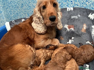 Cockapoo dogs Beautiful F1 Cockapoo Puppies Available - Advert 5