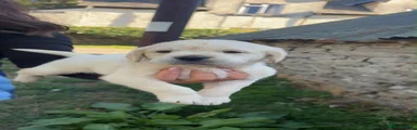 Labrador Retriever 4