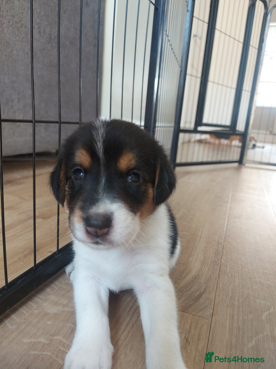 Mixed Breed dogs for sale: Border Beagle Puppies  - Image 9