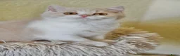British Shorthair cats for sale: Beautiful British Shorthair boy  - Advert 11