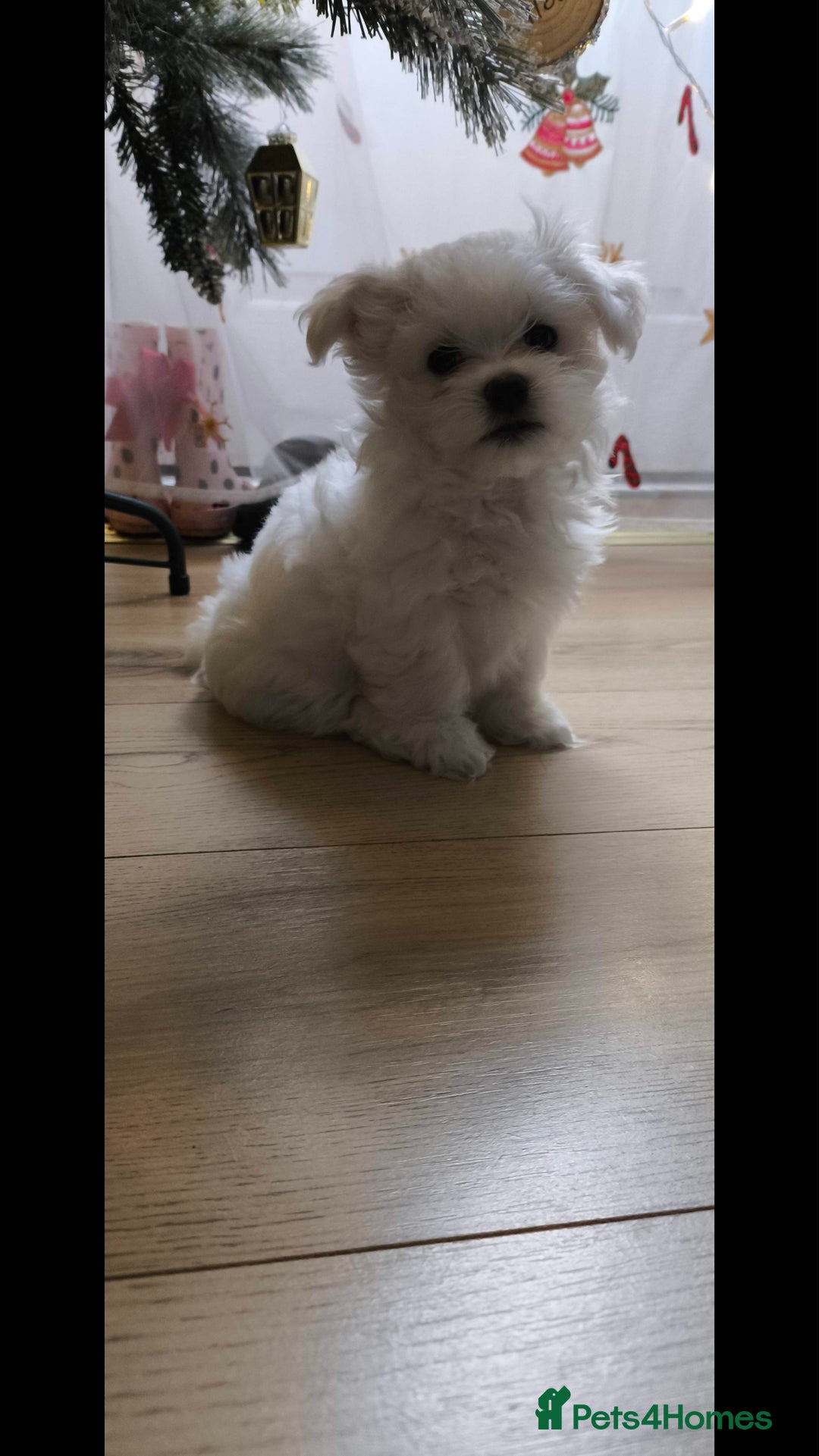 Maltese dogs for sale: Maltese korean line  - Advert 6