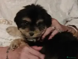 Cockapoo dogs Cockapoo girl - Advert 12