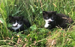 British Shorthair cats for sale: Gorgeous British Shorthair X kittens  - Image 10
