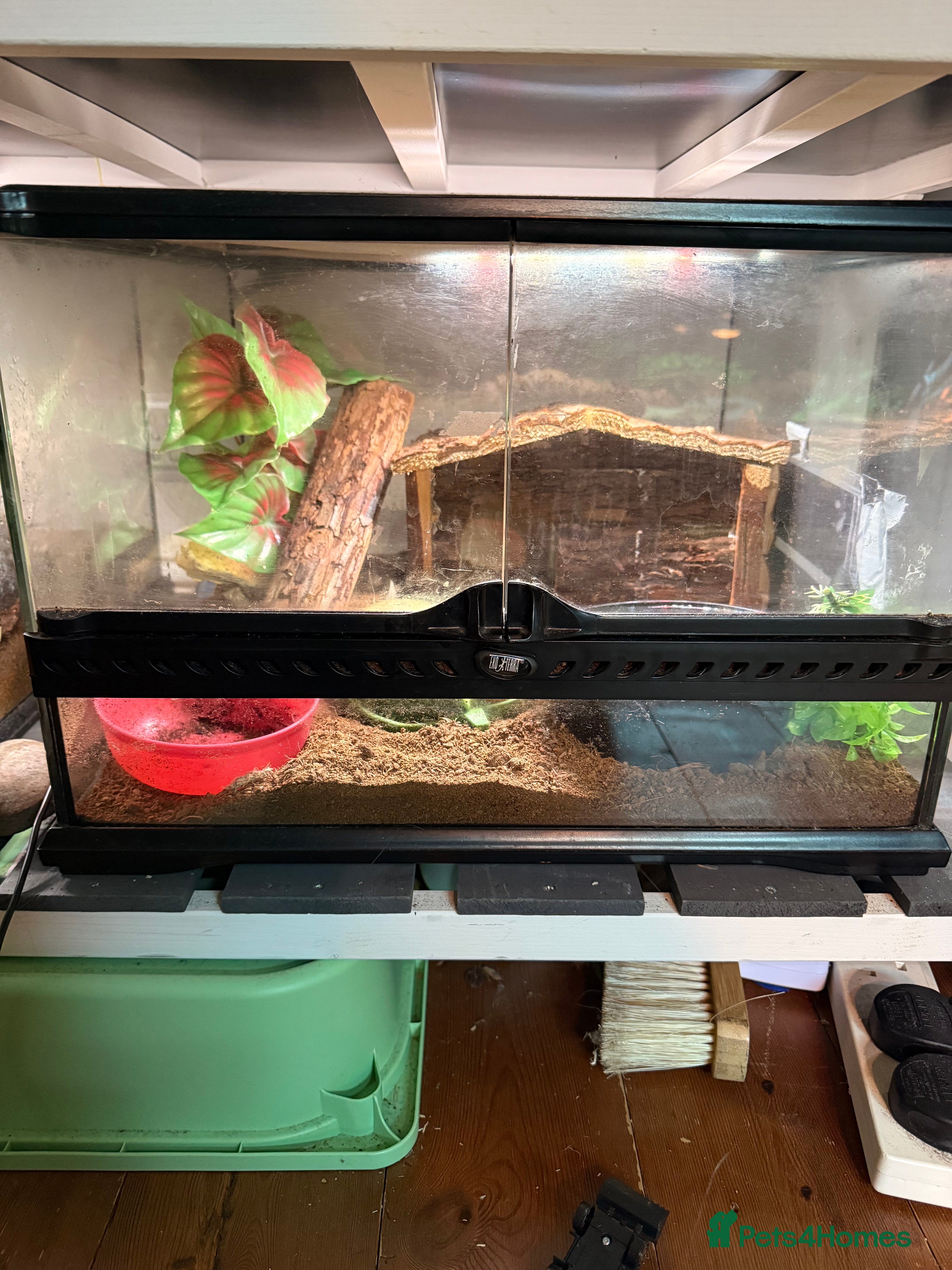 Crabs invertebrates 3 hermit crabs and set up for sale  - Advert 15