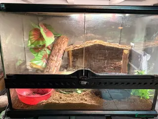 Crabs invertebrates 3 hermit crabs and set up for sale - Advert 15