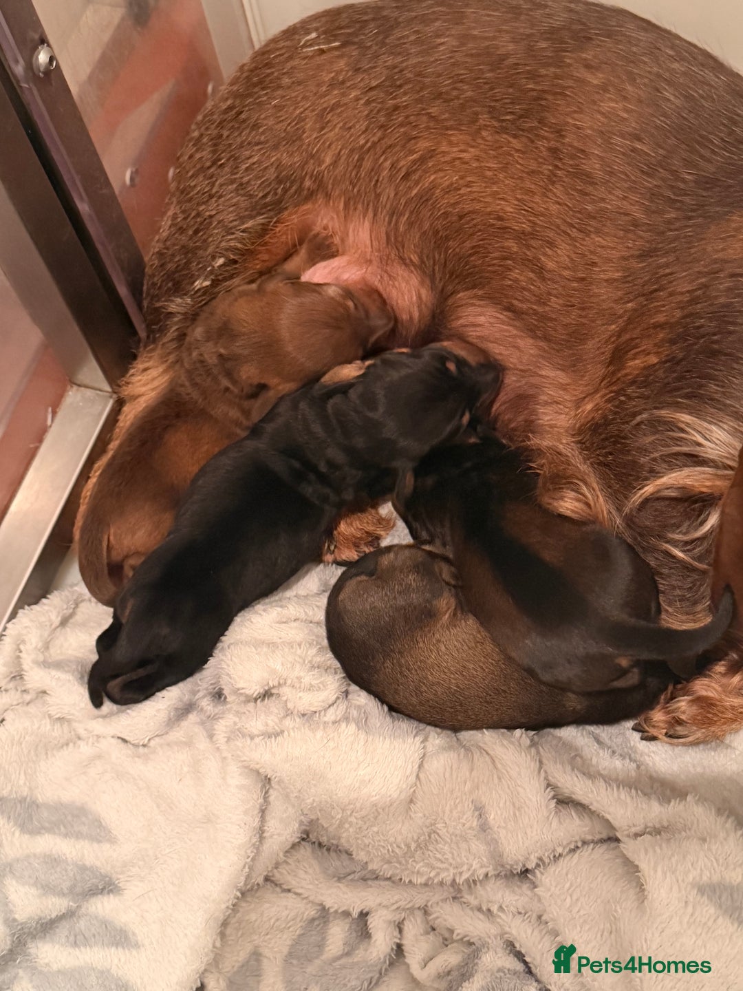 Dachshund dogs for sale: Exceptional Wire Haired Dachshunds (teckels)  - Advert 2