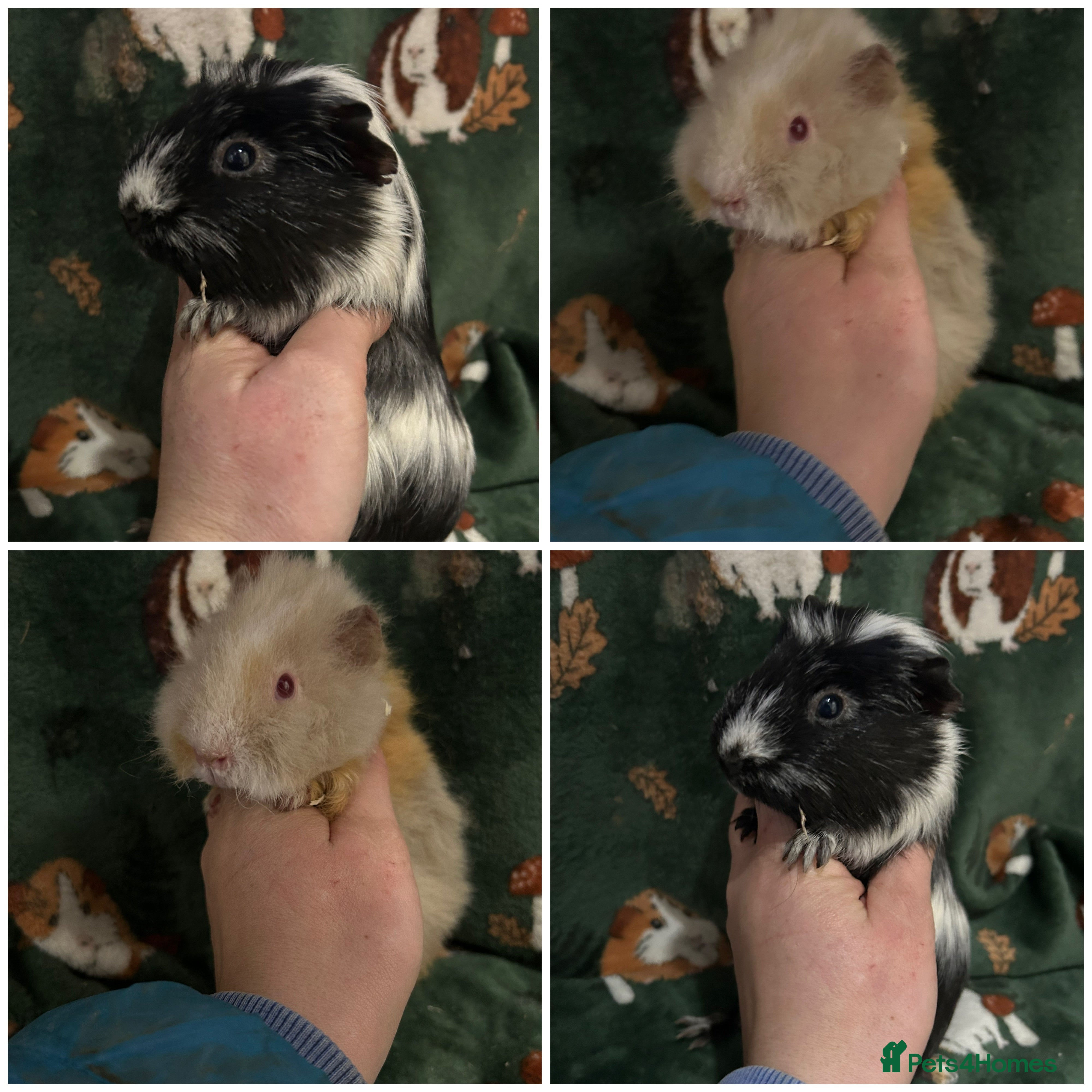 Guinea Pig rodents Baby Female Guineapigs  - Advert 10