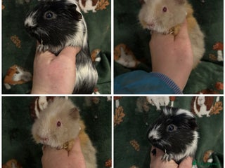Guinea Pig rodents Baby Female Guineapigs - Advert 4
