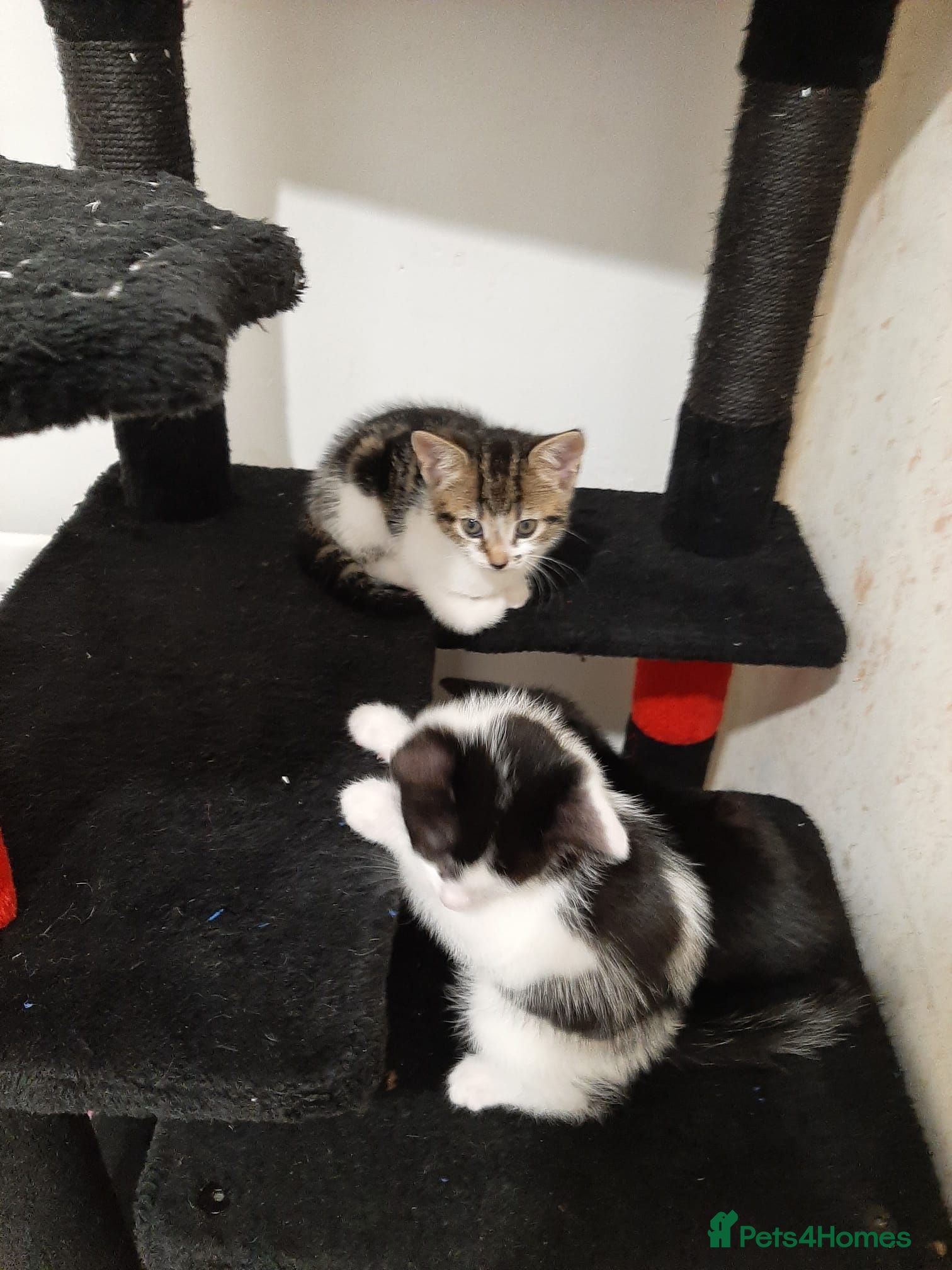 Domestic Shorthair cats 2 kittens 1 make 1 female - Advert 7