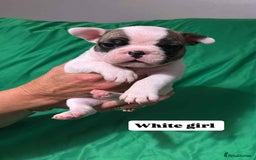 French Bulldog dogs for sale: 6 French bulldog pups  - Image 3