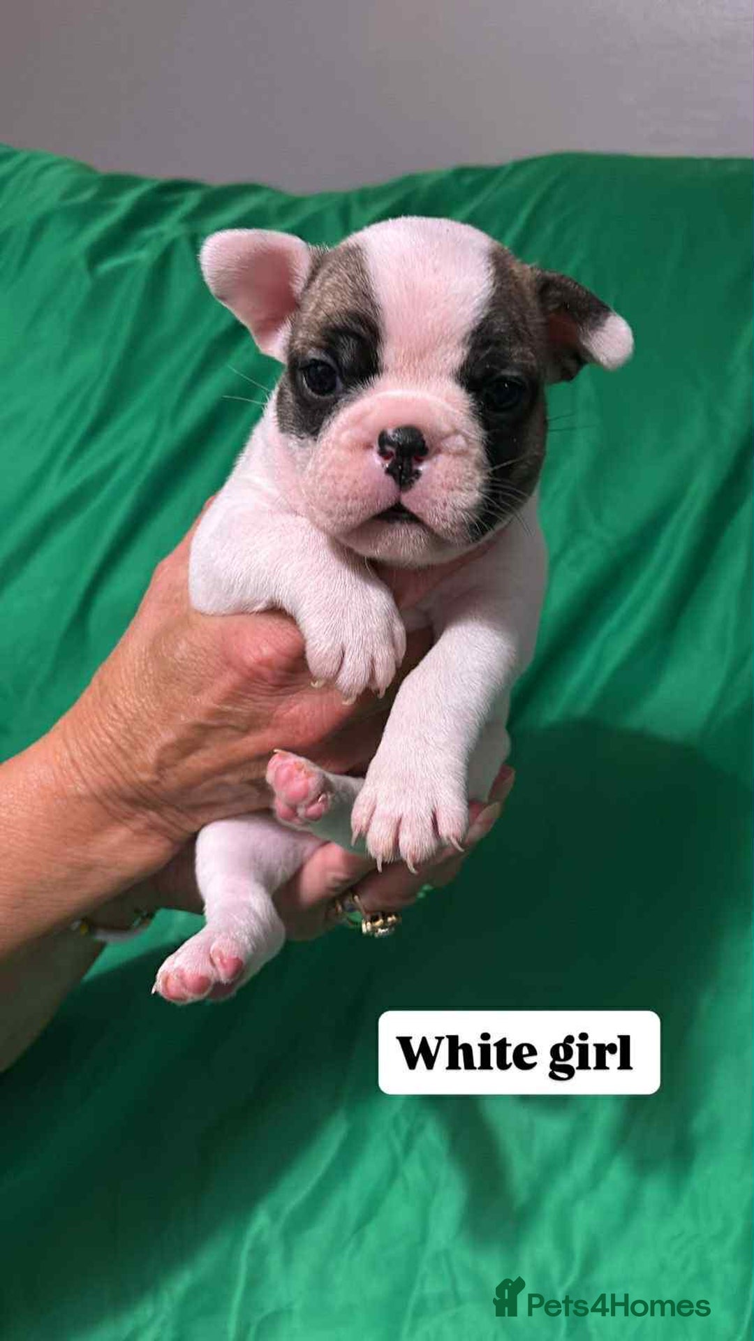 French Bulldog dogs for sale: 6 French bulldog pups  - Image 3