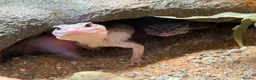 Leopard Gecko reptiles for sale: Two Female Leopard Geckos for Sale - Advert 4