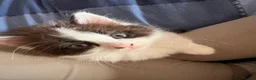 British Shorthair cats for sale: Beautiful Black & White Kittens  - Advert 8
