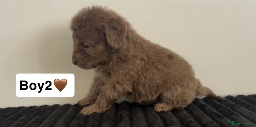 Cockapoo dogs for sale: Cockapoo puppies  - Advert 12