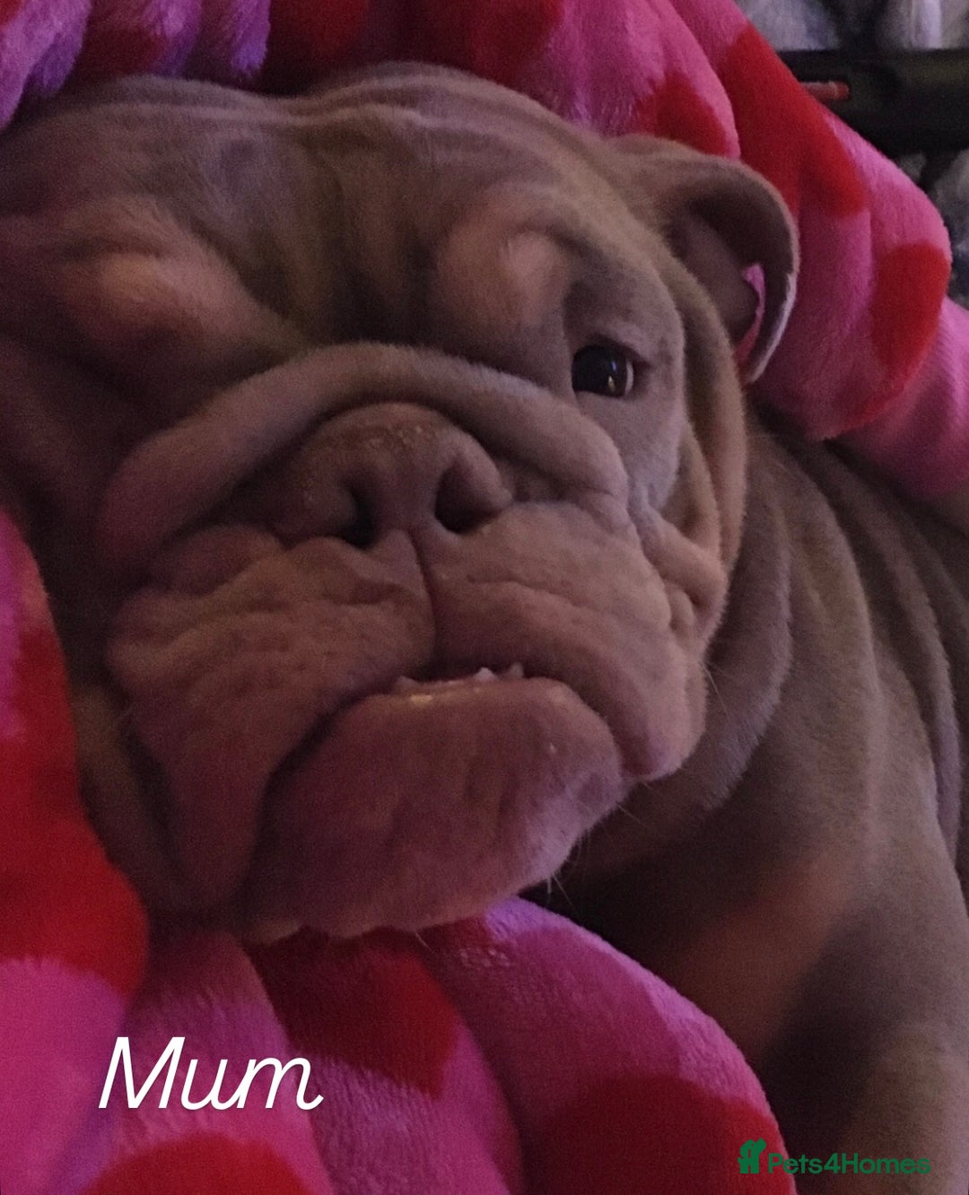 English Bulldog dogs for sale: 2 English bulldog 'lilac' puppies READY 8TH DEC 25 - Advert 23