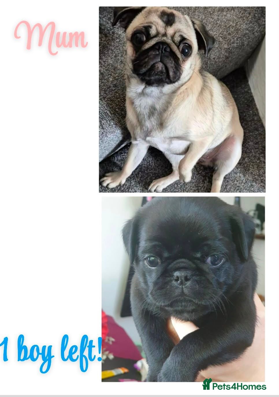 Pug dogs 3x pug girls 1x pug boy - Advert 8