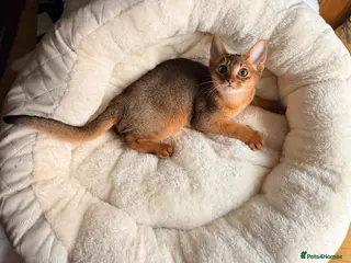 Abyssinian cats 11 Weeks Female 🏆🥇🏵️Top Quality Champion ln - Advert 4