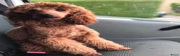 Cockapoo dogs for sale: ADORABLE COCKAPOOS  - Advert 30