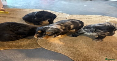 Cocker Spaniel dogs - Advert 16