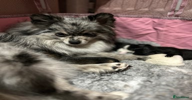 Pomeranian dogs - Advert 13