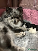 Pomeranian dogs - Advert 8