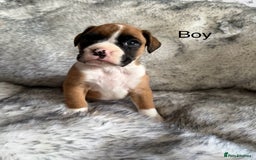 Boxer dogs for sale: Adorable Boxer Puppies - Ready Soon - Image 6