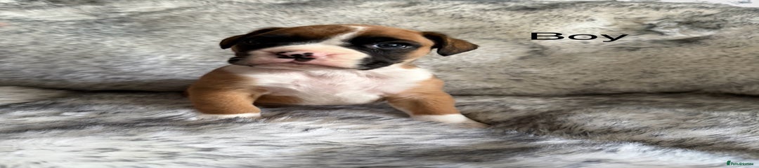 Boxer Puppy 3