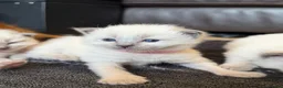 Ragdoll cats for sale: 5 Ragdoll kittens - Advert 27