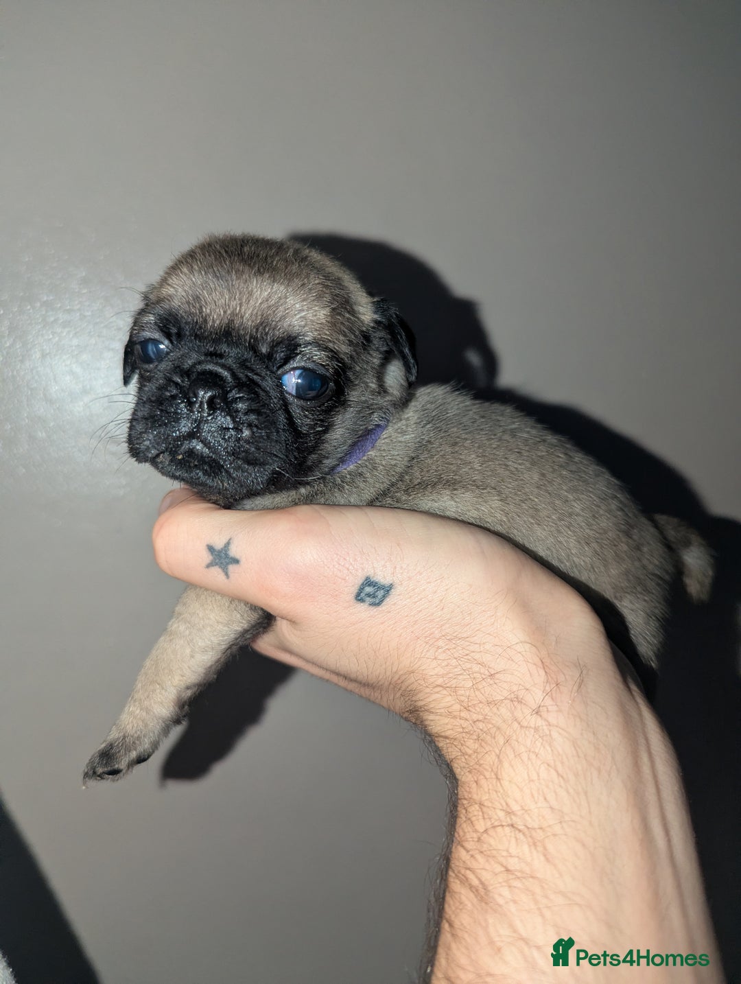 Pug dogs for sale: Pug puppies  - Image 4