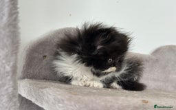 Persian cats for sale:  1 boy left !Adorable  Persian kittens available  - Image 6