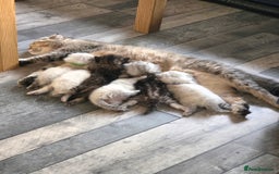 Scottish Fold cats for sale: Scottish Fold/Straight Kittens For Sale  - Image 2