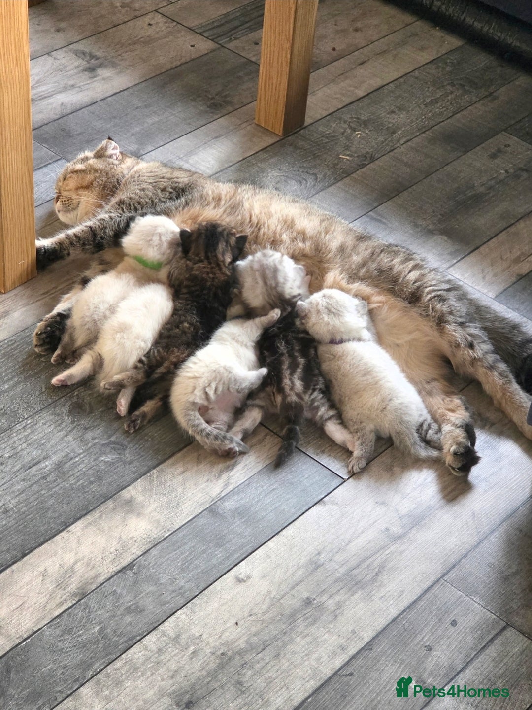 Scottish Fold cats for sale: Scottish Fold/Straight Kittens For Sale  - Image 2