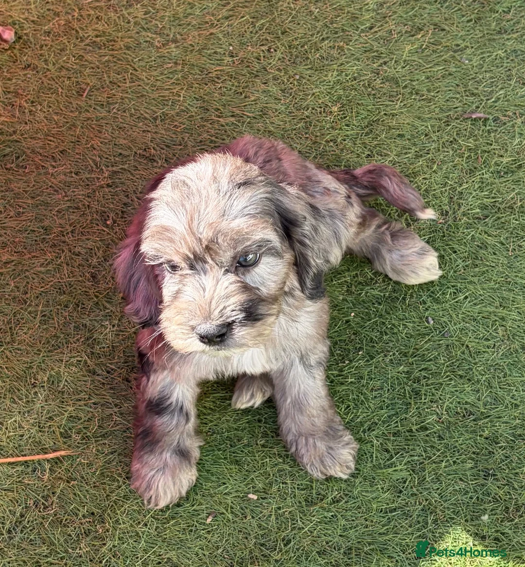 Cockapoo dogs for sale: 9 gorgeous cockapoo puppies  - Advert 1