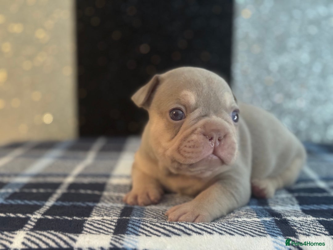 French Bulldog dogs for sale: Beautiful litter of 4 - Image 14