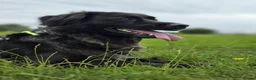 Mixed Breed dogs for adoption: Winston needs a new home  in Dinas Powys - Advert 7