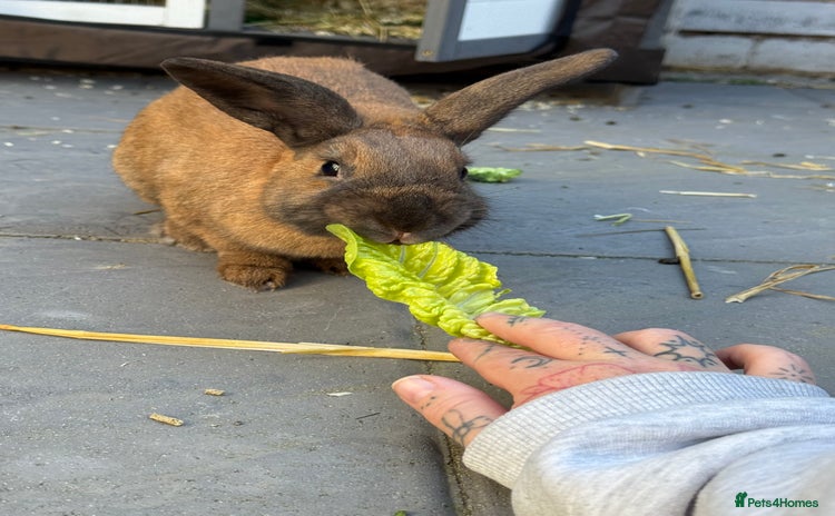 Rex rabbits - Advert 1