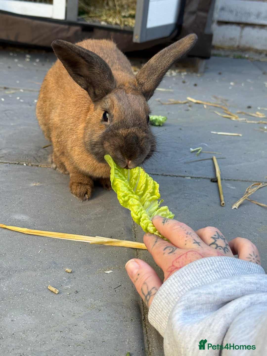 Rex rabbits for sale: Free to a good home  - Image 1