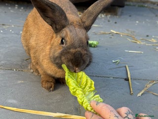 Rex rabbits - Advert 1