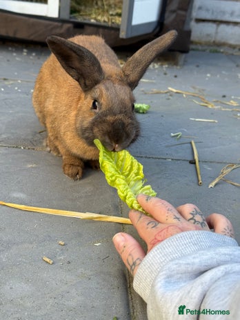Rex rabbits - Advert 1