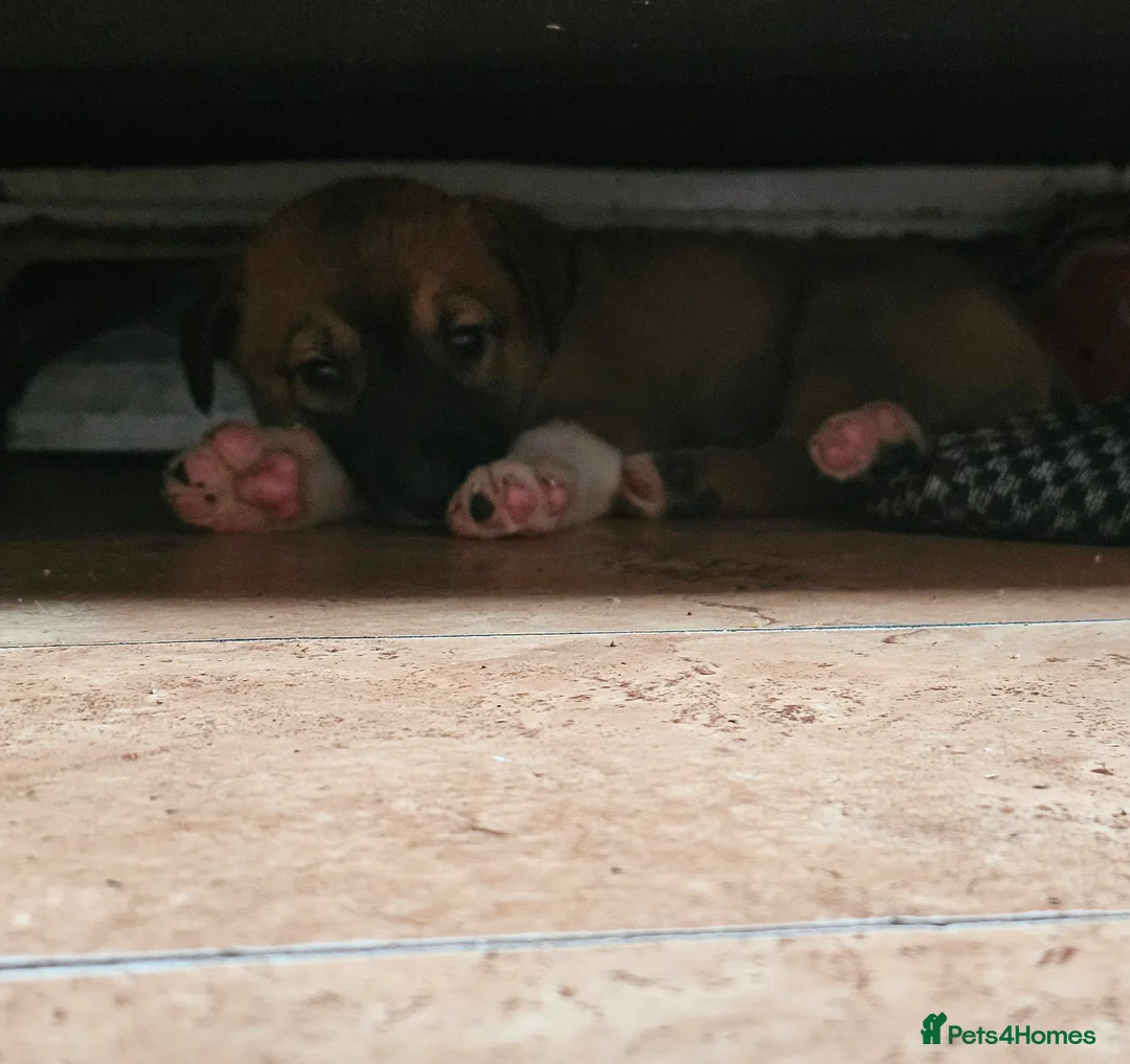 Mexican Hairless dogs for sale: Xoloitzcuintli - Advert 2