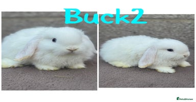 Mini Lop rabbits - Advert 4