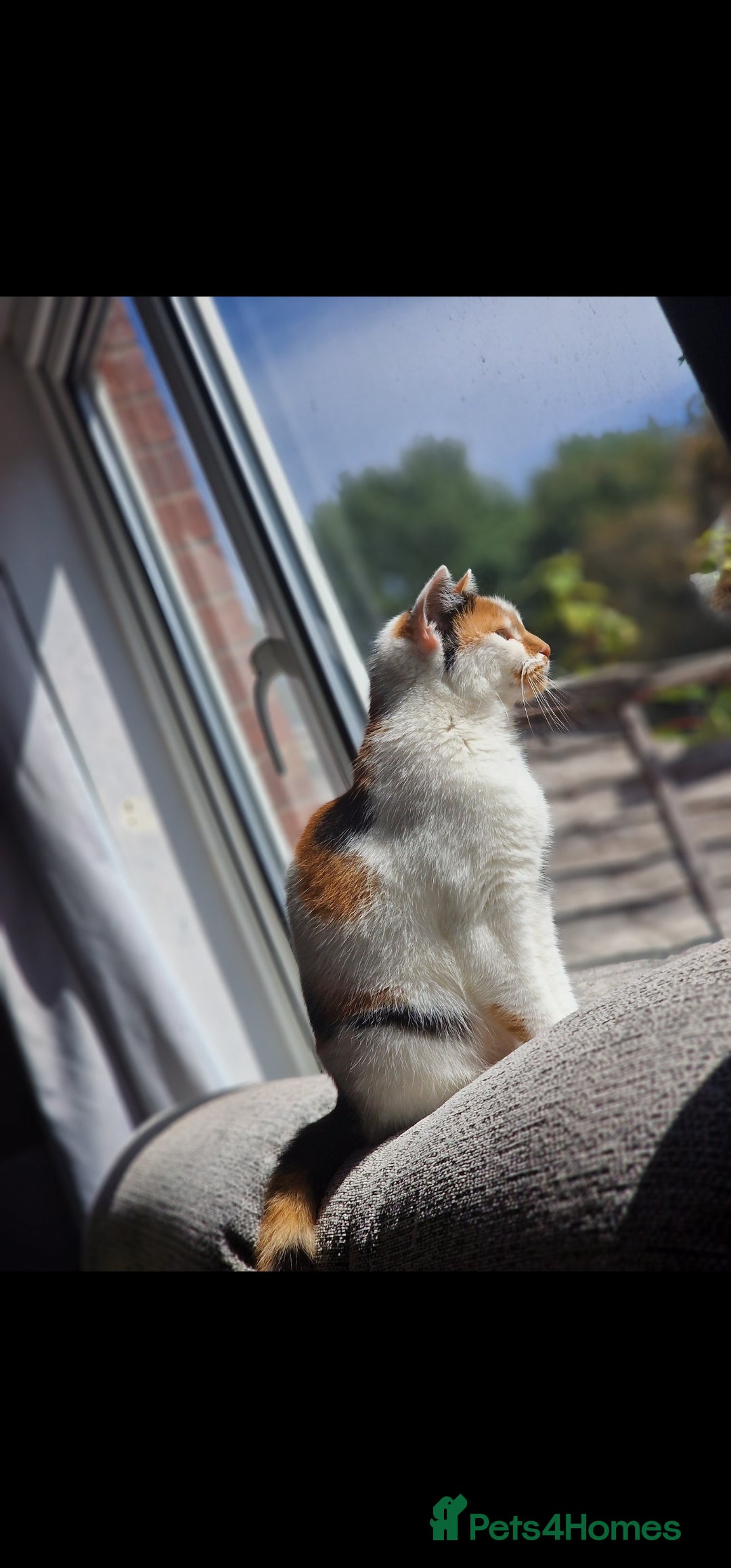 Mixed Breed cats for sale: 2 cats for rehome - Advert 4