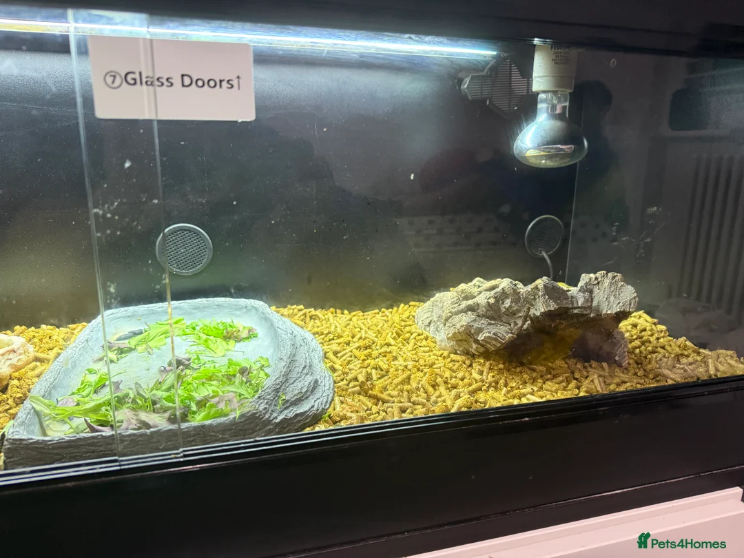 Tortoise reptiles for sale: 2 year old Horsefield tortoise - Advert 4