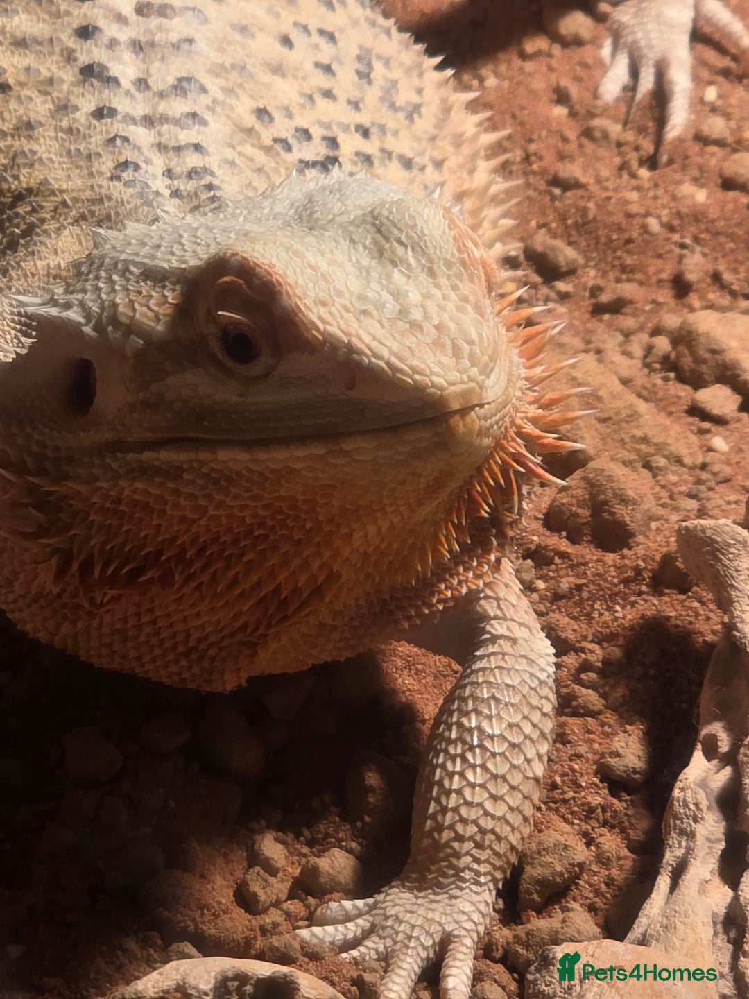 Bearded Dragon reptiles for sale: Female beardie - Advert 2