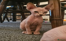 Sphynx cats for sale: Sphynx kittens - Image 3