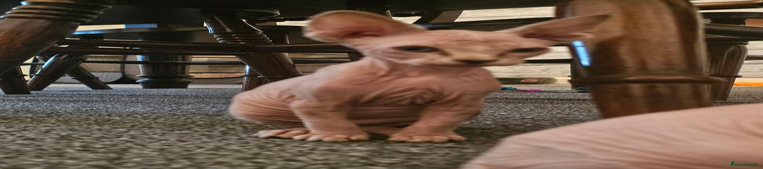 Sphynx Kitten 1