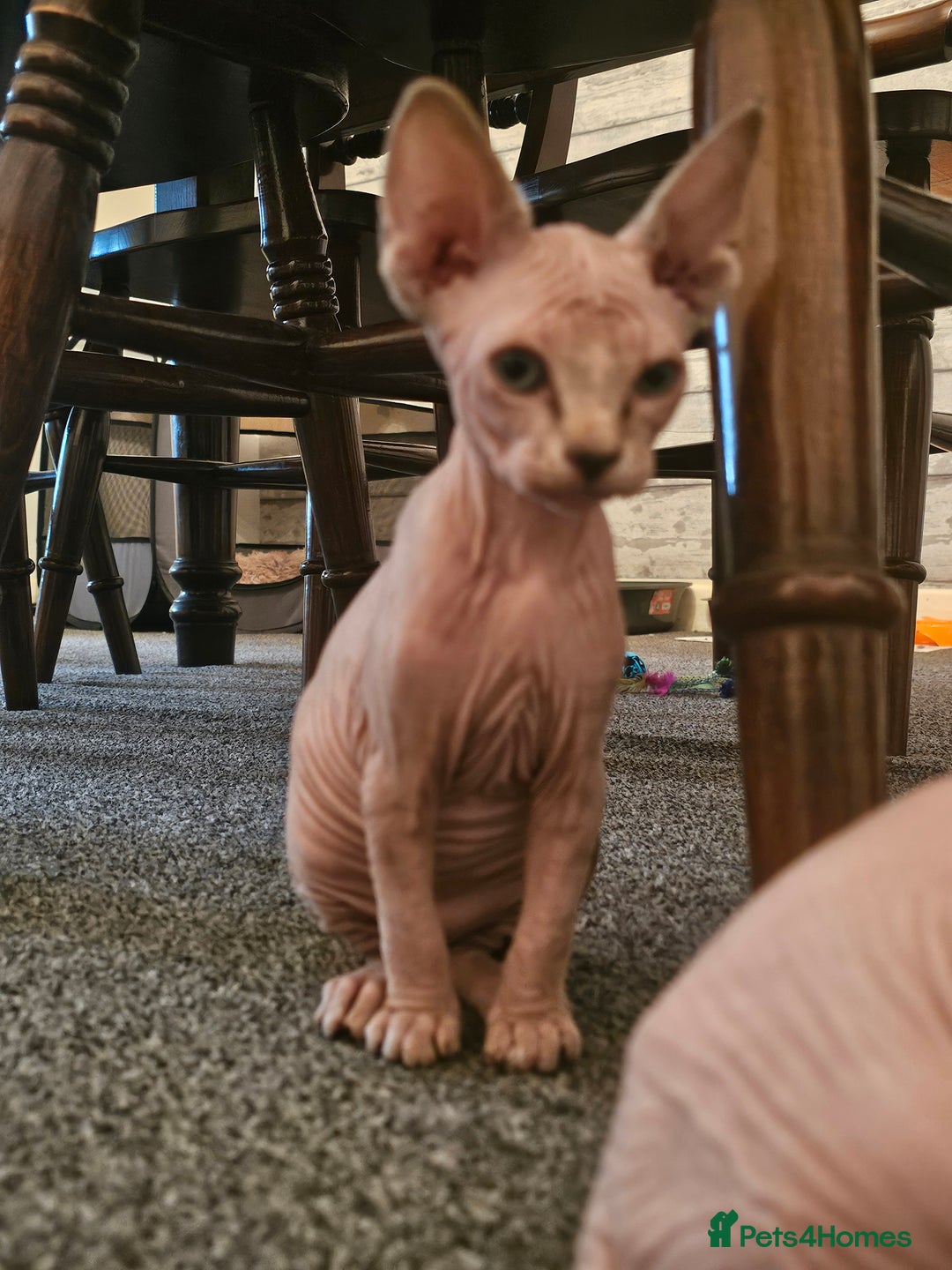 Sphynx cats for sale: Sphynx kittens - Image 3