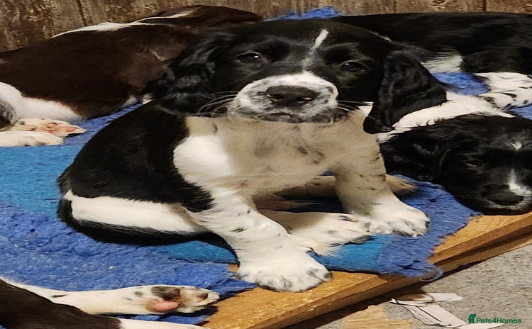 English Springer Spaniel dogs - Advert 1