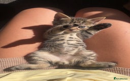 Mixed Breed cats for sale: 5 beautiful kittens ready to go! - Image 16