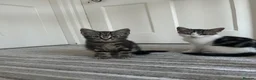 Norwegian Forest Cat cats for sale: Gorgeous Norwegian Forest Cat Cross Kittens - Advert 4